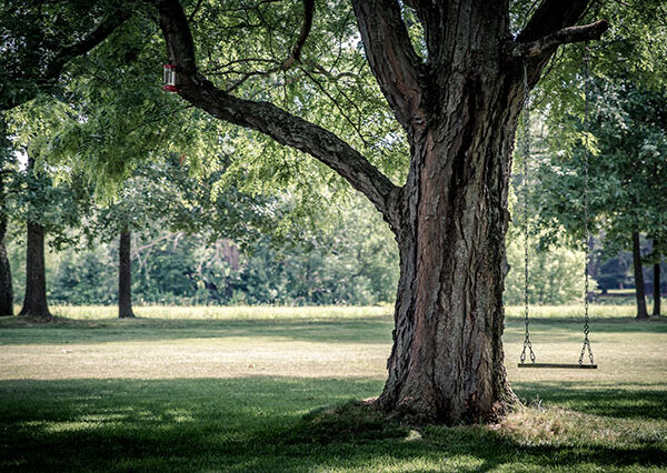 Il-grande-albero