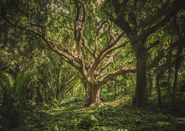 la bella addormentata nel bosco cicogna